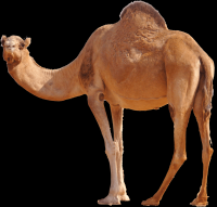 camelo-012