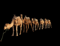 camelos-001