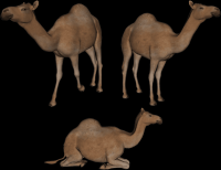 camelos-002