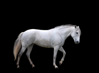 cavalo-png-transparente-001