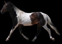 cavalo-png-transparente-004