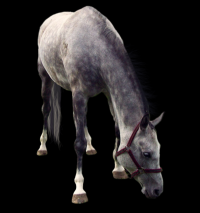 cavalo-png-transparente-011