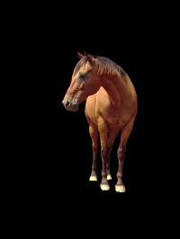 cavalo-png-transparente-012