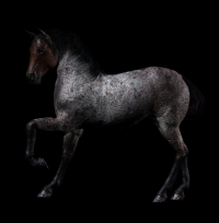 cavalo-png-transparente-020