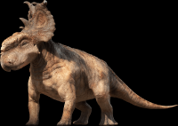 Pachyrhinosaurus-22-001