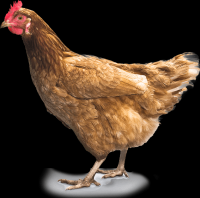 galinha-009