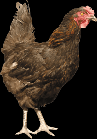 galinha-016