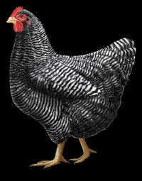 galinha-017