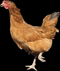 galinha-018