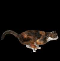 gato-malhado-png-transparente-001