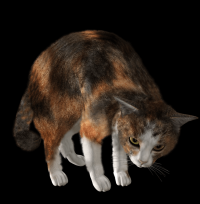 gato-malhado-png-transparente-008