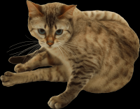 gato-png-transparente-018