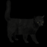 gato-preto-png-transparente-002