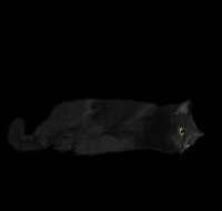 gato-preto-png-transparente-006