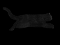 gato-preto-png-transparente-007