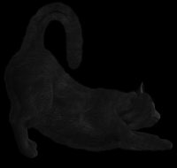 gato-preto-png-transparente-011