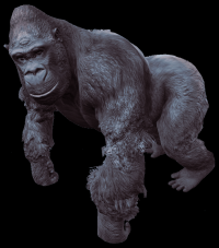 gorila-001