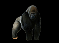 gorila-006