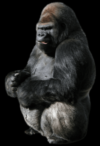 gorila-011