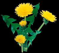 dente-de-leao-flor-013