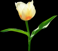 tulipa-003