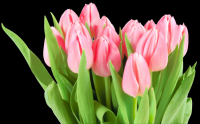 tulipa-011