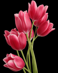 tulipa-012