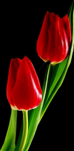 tulipa-013