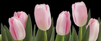 tulipa-014