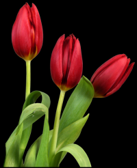 tulipa-017