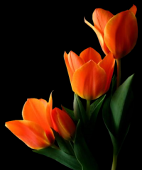 tulipa-024