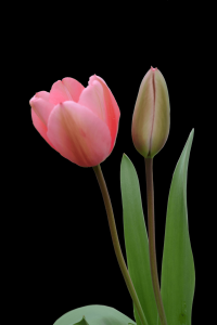 tulipa-035