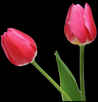 tulipa-037