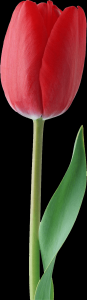 tulipa-040