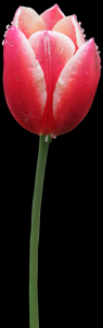 tulipa-044