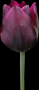 tulipa-046