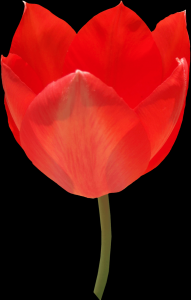 tulipa-047