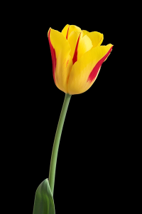 tulipa-048