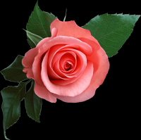 rosa-flores-001