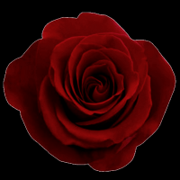 rosa-flores-002
