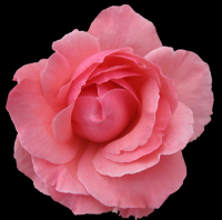 rosa-flores-017