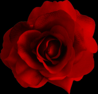 rosa-flores-019