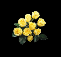 rosas-amarelas-006