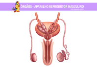 1papacaio-orgaos-aparelho-reprodutor-masculino-01