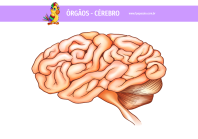 1papacaio-orgaos-cerebro-01