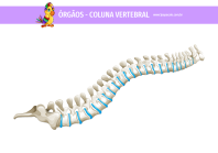 1papacaio-orgaos-coluna-vertebral-01