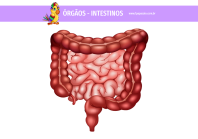 1papacaio-orgaos-intestinos-01