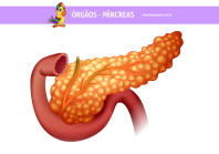 1papacaio-orgaos-pancreas-01