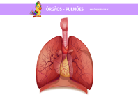 1papacaio-orgaos-pulmoes-01