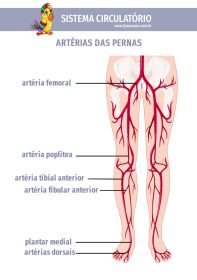 1papacaio-sistema-circulatorio-arterias-das-pernas-01